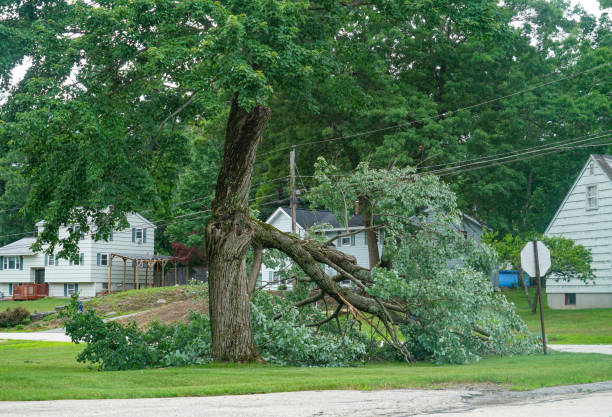 Best Stump Grinding and Removal  in USA